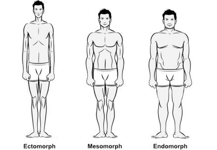 lichaamstypen