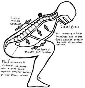 fig2_valsalva