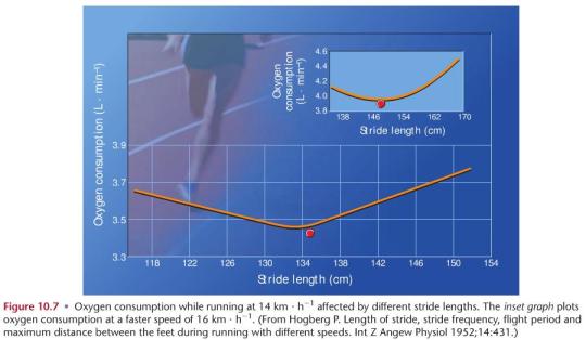 stride+length