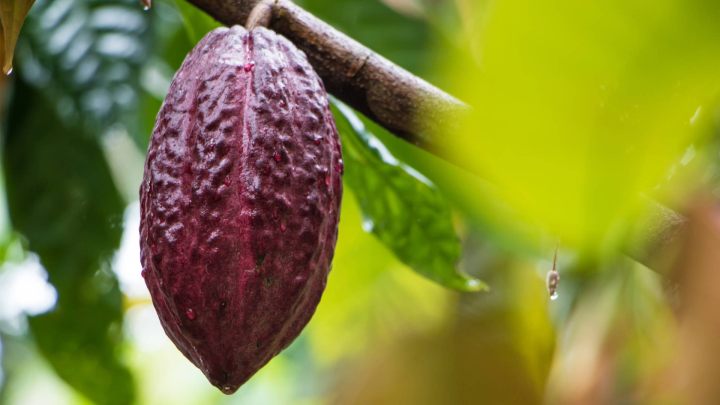 Cacao plant