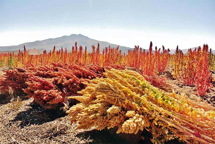 quinoa-plant