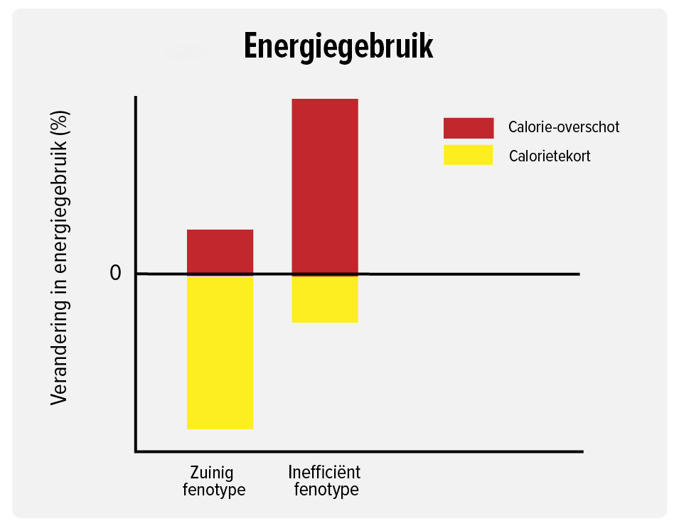 energiegebruik-fenotype