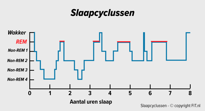 Slaapcyclus