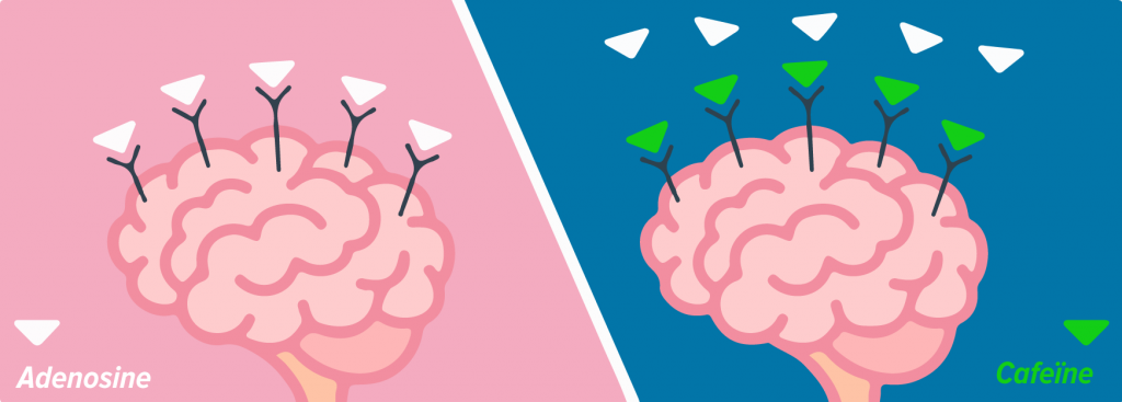 adenosine-cafeine