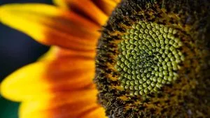 Is zonnebloemolie gezond?