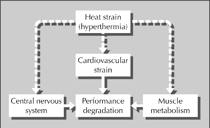 warmte-sporten-effect