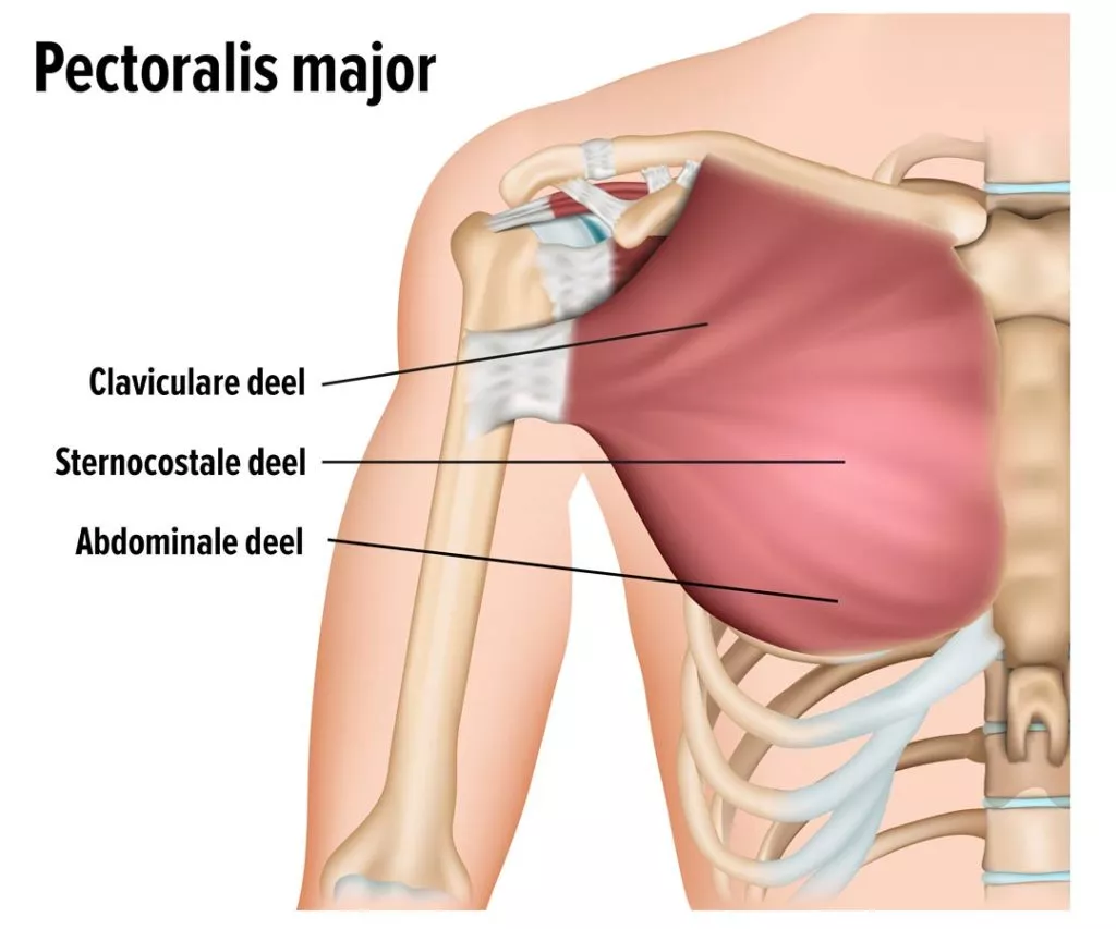 pectoralis-major-spier